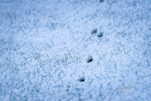 Vinter Skanderborg-print-Fotograf Per Bille-20250103AAA06031