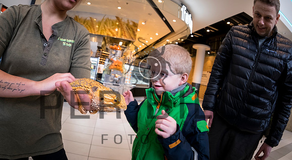 fastelavn-20150214-7532