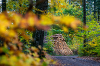 Efterårs skov - Sletten-web-Fotograf Per Bille 20251028-AAA05041