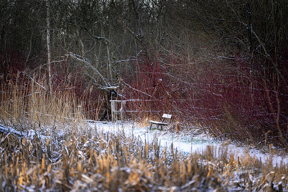 Vinter Skanderborg-web-Fotograf Per Bille-20250103AAA06342