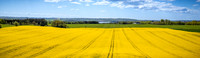 Rapsmark-web-fotograf Per Bille-20250505DJI_0484