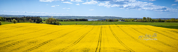 Rapsmark-web-fotograf Per Bille-20250505DJI_0484