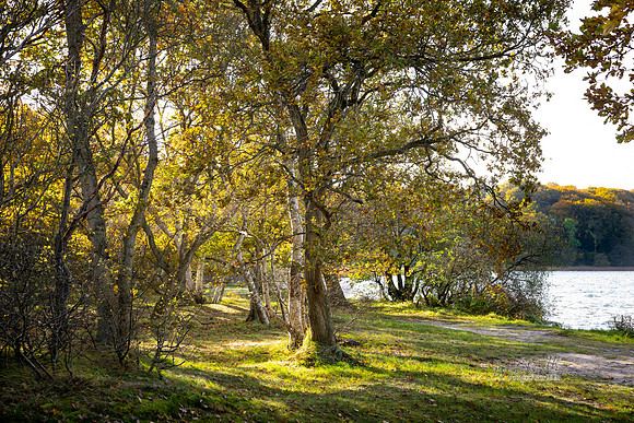 Efterår Ry-web  - Fotograf Per Bille-20211021-DSC07539
