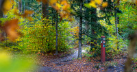 Efterårs skov - Sletten-print-Fotograf Per Bille 20251028-AAA05039