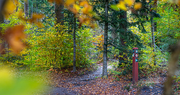 Efterårs skov - Sletten-print-Fotograf Per Bille 20251028-AAA05039
