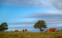 Køer - print -  Fotograf_Per_Bille-20201016-07582