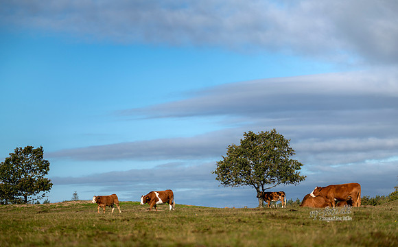 Køer - print -  Fotograf_Per_Bille-20201016-07582