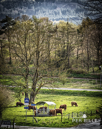 Alling-web - Fotograf_Per_Bille-20230426DSC01769-Edit