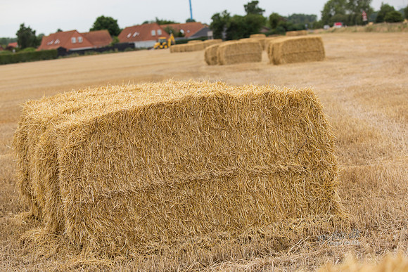 Halm - print - Fotograf_Per_Bille-20130725-_C8B8848