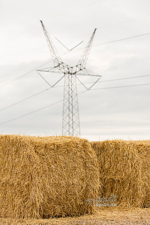 Halm - print - Fotograf_Per_Bille-20130725-_C8B8858
