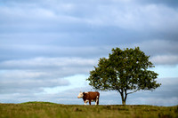 Køer - print -  Fotograf_Per_Bille-20201016-07614