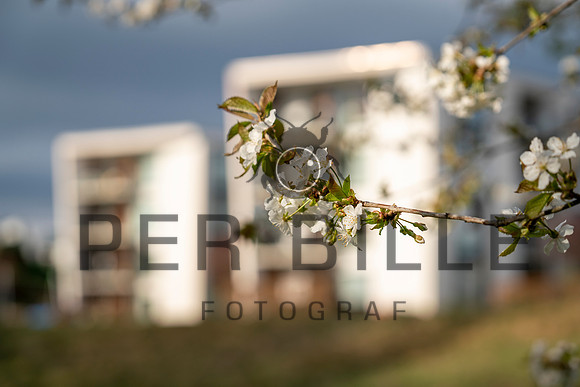 Forår- print - Fotograf Per Bille-20200424-06636