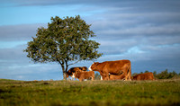 Køer - print -  Fotograf_Per_Bille-20201016-07576