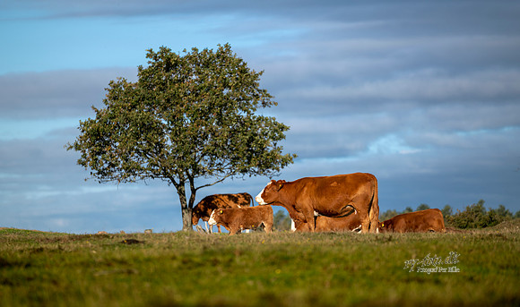 Køer - print -  Fotograf_Per_Bille-20201016-07576
