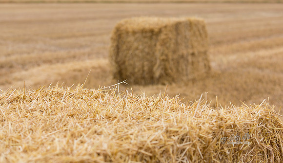 Halm - print - Fotograf_Per_Bille-20130725-_C8B8853