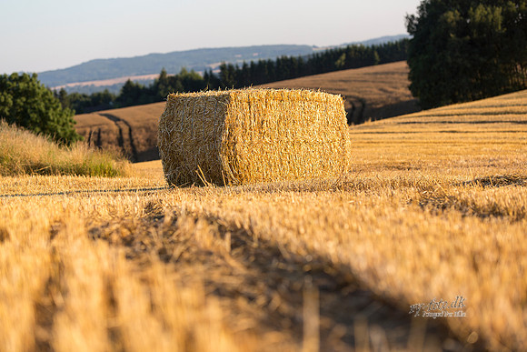 Halm - print - Fotograf_Per_Bille-20130802-_C8B9554-Edit