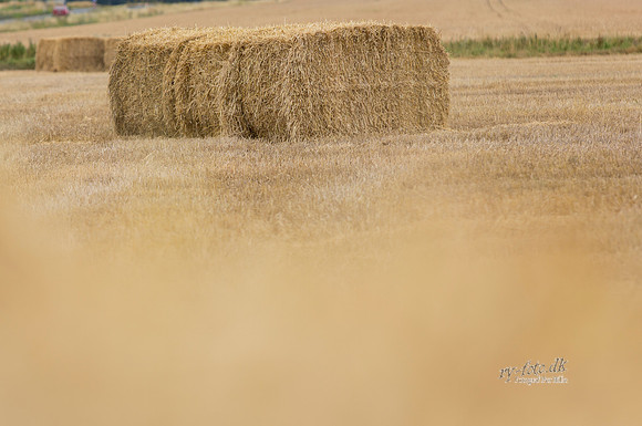 Halm - print - Fotograf_Per_Bille-20130725-_C8B8850