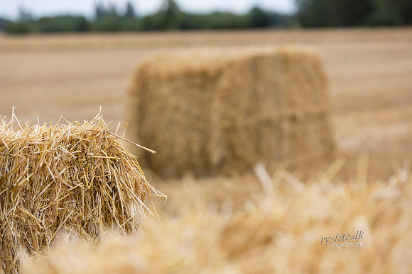 Halm - print - Fotograf_Per_Bille-20130725-_C8B8852