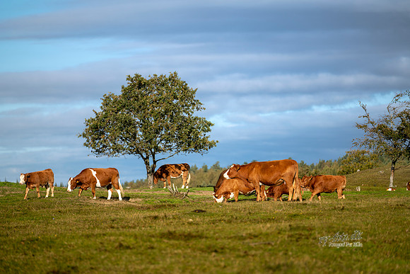Køer - print -  Fotograf_Per_Bille-20201016-07580