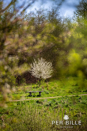 -Lweb - Fotograf Per Bille-20240414DSC07454