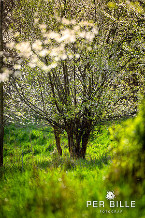 -Lweb - Fotograf Per Bille-20240414DSC07495-Edit