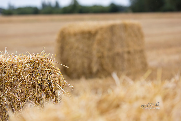 Halm - print - Fotograf_Per_Bille-20130725-_C8B8852-Edit