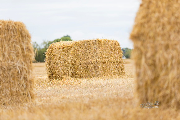 Halm - print - Fotograf_Per_Bille-20130725-_C8B8882
