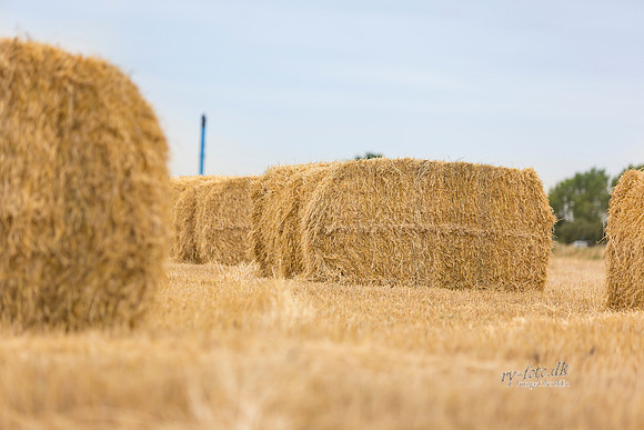 Halm - print - Fotograf_Per_Bille-20130725-_C8B8870