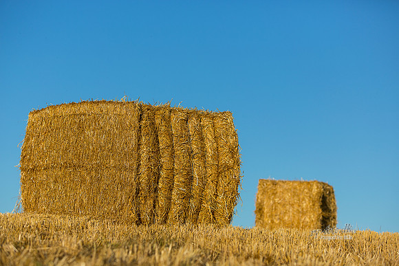 Halm - print - Fotograf_Per_Bille-20130802-_C8B9541-Edit
