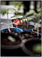 drivhus GFX-fotograf Per Bille-20170410-4146