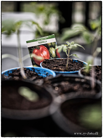 drivhus GFX-fotograf Per Bille-20170410-4146