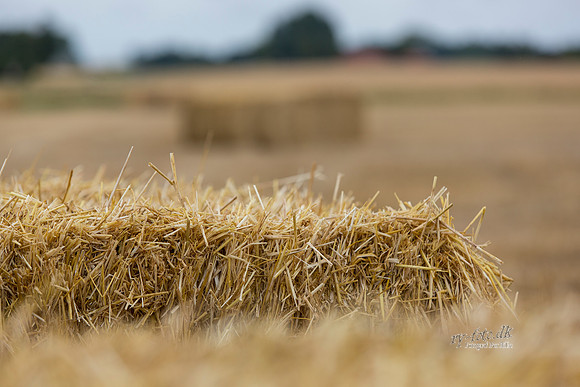 Halm - print - Fotograf_Per_Bille-20130725-_C8B8851