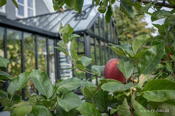 Drivhus - fotograf Per Bille-20160918-0047