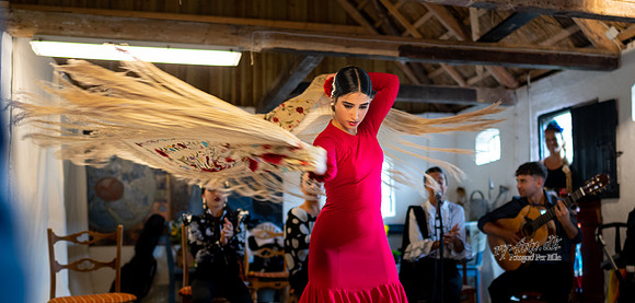 Flamenco - Nøset-web - Fotograf Per Bille-20220821DSC03316