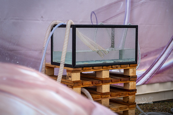 Kunst camp - invasive øster- vejrtrækning og vand - Åndedrætsmaskkinen-web-Fotograf Per Bille-20230823DSC03378