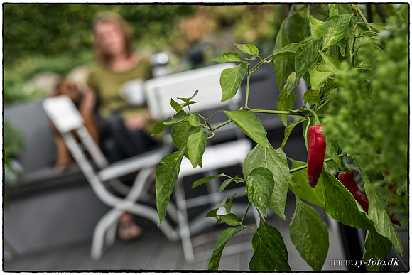 Drivhus - fotograf Per Bille-20160918-0099