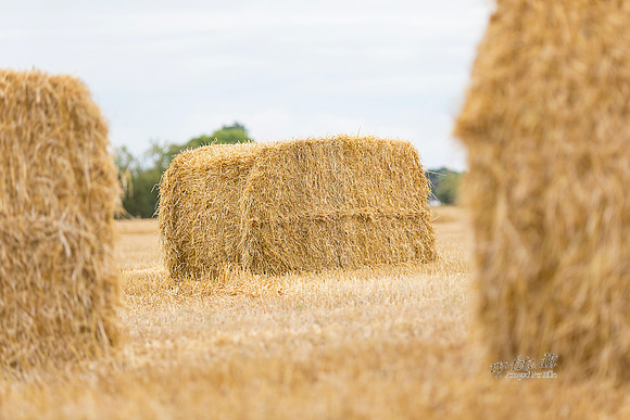 Halm - print - Fotograf_Per_Bille-20130725-_C8B8882-Edit