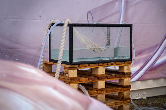 Kunst camp - invasive øster- vejrtrækning og vand - Åndedrætsmaskkinen-PRINT-Fotograf Per Bille-20230823DSC03378
